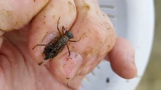 Dragonfly Nymphs and Aquatic Snails Springtime Pond Discoveries [upl. by Thorn656]