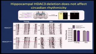 Cognitive Aging Summit III  Dr Marcelo Wood  Circadian Gene Regulation by Histone Deacetylation [upl. by Grefe]