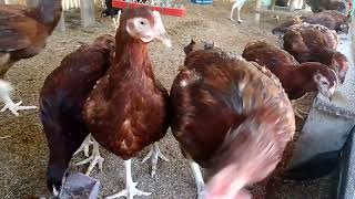 Rhode Island Red Future Breeders [upl. by Cheadle]