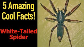 5 Fascinating Facts About The WhiteTailed Spider [upl. by Zizaludba]