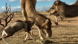 Fearless Ram vs Big Camels [upl. by Tudor]