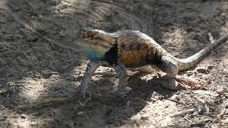 Common Collared Lizard doing pushups who you looking at [upl. by Intirb]