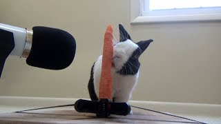 Rabbit eating crunchy carrot ASMR [upl. by Lorine233]