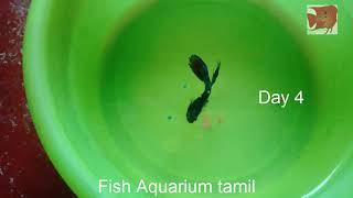 Betta Fish Not Eating problem solved in Tamil  Fish Aquarium Tamil [upl. by Evered]