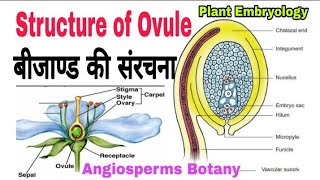 Structure of Ovule  बीजाण्ड की संरचना  Structure of ovule bsc 2nd year [upl. by Aerua324]