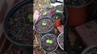 Kadsura Coccinea Seedlings [upl. by Konikow852]