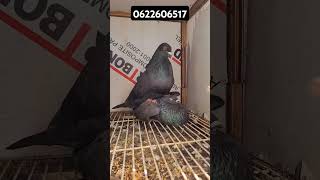 Shortsالحمام الصpigeon ladron [upl. by Rayford]