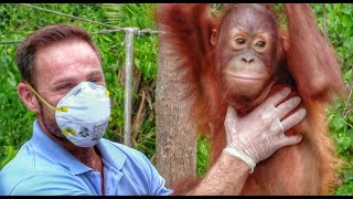 Peanut The Baby Orangutan Rescue Story Cutest Animal Youll Ever See  NicholasDainescom [upl. by Ynhoj697]