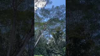 Topping giant albizia logging treeclimbing [upl. by Neelsaj]