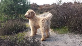 Boef our Australian Labradoodle 17 months [upl. by Sager]