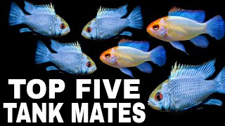 TOP 5 Tank Mates For Electric Blue Ram Cichlid Fish [upl. by Delbert]