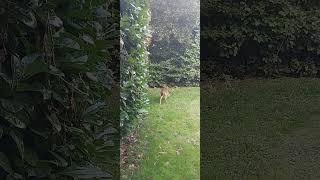 Muntjac in the garden [upl. by Winchell]