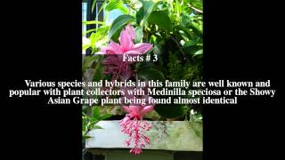 Medinilla magnifica Top  5 Facts [upl. by Dustman]