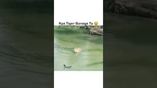 Sher Ko Ullu Banadiya Badak ne 🐯🦆tiger duck water swimming viralshort trendingshorts song [upl. by Hadias450]