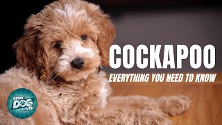 Cockapoo Dog Breed Guide  Dogs 101  Cockapoo [upl. by Wolk]