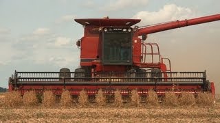 Case IH 1680 Combine Soybean Harvest Near Kirkland Illinois on 9172012 [upl. by Ev]