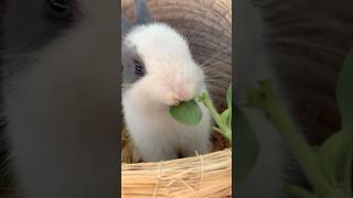 Rabbit and her dinner rabbitpetsupplies rabbitears cute petbunny pets animals bunnys bunny [upl. by Nuriel20]