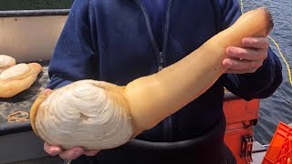 Amazing  Catching Big Monster Razor Clams  Super Fast Skill Catching Giant Geoduck [upl. by Handal]