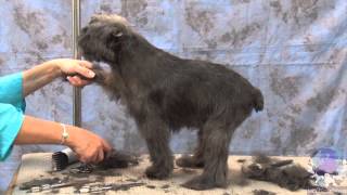 How to groom dogs the Affenpinscher with Judy Hudson [upl. by Novyaj627]