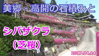 吉野川市美郷地区 高開の石積みとシバザクラ（芝桜） [upl. by Odlabso852]