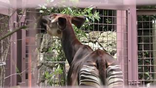 オカピ の『カセンイ』 上野動物園 2018年7月7日 [upl. by Romulus]