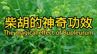 柴胡的功效與作用 The efficacy and function of Bupleurum [upl. by Greenleaf]