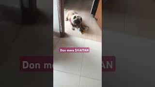 Dons Naughtiness funny pets cuteanimal pugsdaily ytshortsindia [upl. by Allicsirp871]