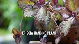 Episcia hanging plant [upl. by Ykcir123]