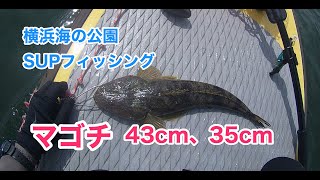 【マゴチ43cm、35cm】SUPフィッシング横浜海の公園20210424 [upl. by Nika]