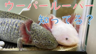 【春勉①】ウーパールーパーを飼うための準備をしよう。ω 14 ウーパールーパー axolotl アクアリウム かわいい動物 [upl. by Rocher]