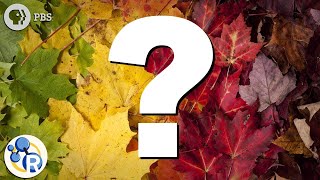 Why Do Leaves Change Color [upl. by Brey]