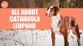 Catahoula Leopard Dog A Complete Guide [upl. by Balbinder]