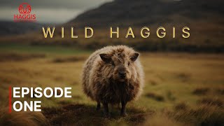 Wild Haggis Episode One  The Unseen Heros Of Scottish Forests [upl. by Nnaeirrac]