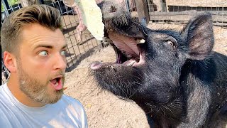 Wild Hogs I Trapped amp Domesticated Hand Feeding Feral Pigs Big Wild Boar [upl. by Ygiaf470]