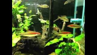 24quot Planted Tank w Puntius Denisonii Botia almorhae Geophagus sp quotTapajosquot Rosy Tetra [upl. by Eedrahc]