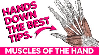 Hand Muscles│Anatomy Tips Tricks and Mnemonics [upl. by Venterea]