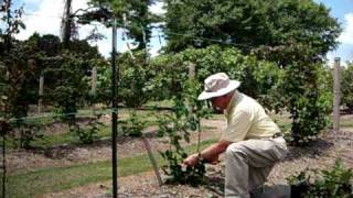 Dr Arlie Powell demonstrating how to trellis blackberries Petals from the Past [upl. by Litta691]