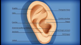 EAR ACUPUNCTURE  AURICULOTHERAPY 09 Points of Cavum amp Cymba Conchae [upl. by Deirdre]