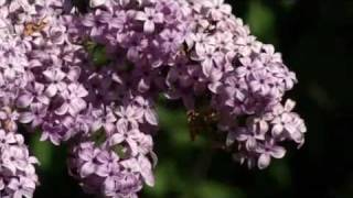 Prairie Yard amp Garden Lilacs [upl. by Joshi]