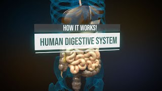 Human digestive system  How it works Animation [upl. by Doughman829]