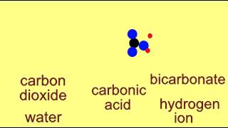 BICARBONATE BUFFER SYSTEM [upl. by Anelhtak]