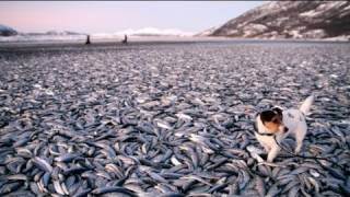 Tonnenweise tote Fische am Strand in Norwegen [upl. by Procter]