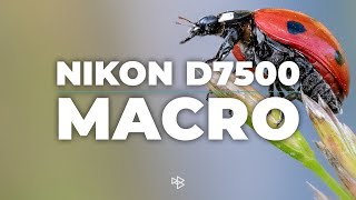 Is the Nikon D7500 Good for Macro Photography [upl. by Tengler]