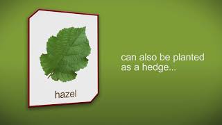 How to plant a Hazel Hedge Plant by Heathwood Nurseries  Grown from British seed [upl. by Ennovyhs]