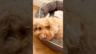 Funny position of sleeping dogcutedog doglover jackapoo [upl. by Aihsotan]