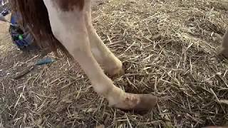 Hoof trim Boots was made for walking Mini Rehab trim [upl. by Airelav701]