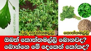 තාමත් බොන්නෙ කොත්තමල්ලිද [upl. by Osithe]