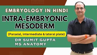 Intraembryonic mesoderm  Paraxial mesoderm  Lateral plate mesoderm  Intermediate mesoderm [upl. by Teeniv]