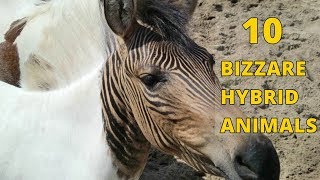 10 Real Life Bizarre Hybrid Animals [upl. by Elleon]