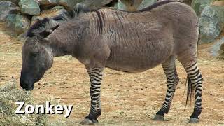 Zonkey Sounds ZebraDonkey Hybrid [upl. by Houlberg]